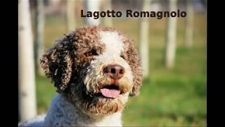 Lagotto Romagnolo  appearance health barking [upl. by Marler]