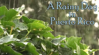 Relaxing Rain Sounds for Sleeping  Raining in Puerto Rico with Coqui Frogs [upl. by Graf223]