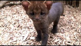 Jaguarundi kittens I Котята ягуарунди [upl. by Inaluahek429]