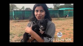 Best Dog Training in Hyderabad [upl. by Timms185]