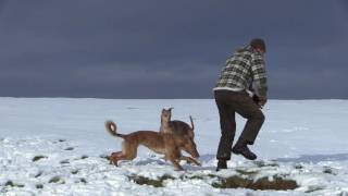 Lurchers on Teesside [upl. by Adekan]