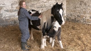 Poisoned horse beats the odds to survive [upl. by Marentic]