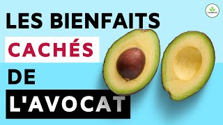 AVOCAT  SES BIENFAITS CACHÉS POUR LA SANTÉ RECETTES BONUS [upl. by Ennaeilsel]