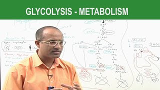 Glycolysis  Metabolism  Dr Najeeb [upl. by Rramal339]