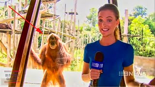 Funniest Animals News Bloopers Of All Time [upl. by Mourant619]