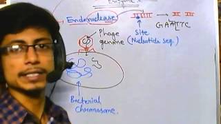 What are restriction enzymes [upl. by Denise]