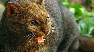 Jaguarundi a little known cat [upl. by Cony339]