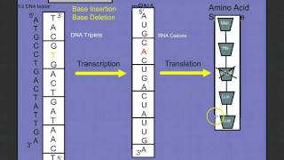 Introduction to Protein Synthesis [upl. by Trixy679]