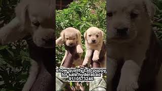 Labrador Retriever Puppies for sale in Hyderabad labrador [upl. by French]