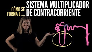 Nefrología VII Sistema multiplicador de contracorriente [upl. by Almira]