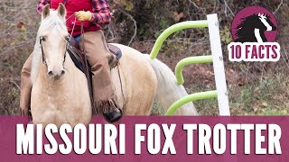 10 Fascinating Facts About the Missouri Fox Trotter Horse [upl. by Norra]