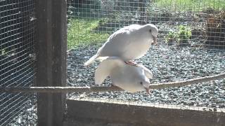 accouplement tourterelles rieuses blanches [upl. by Nesral]