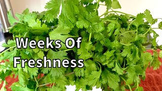 How To Keep Coriander Leaves Cilantro FRESH FOR WEEKS [upl. by Aigroeg]