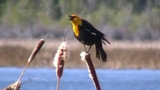 Calls of the YellowHeaded Blackbird [upl. by Laughry]