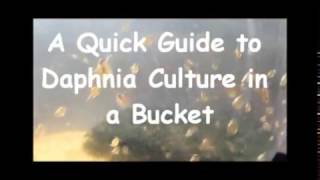 How to culture daphnia outside [upl. by Saxon]