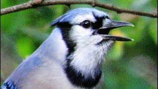 Exceptional Blue Jay Calls [upl. by Candice]