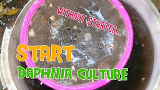 How to culture daphnia moina the easy way 1  Starting the Daphnia culture [upl. by Enelyak739]