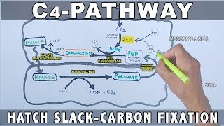 C4 Pathway Carbon Fixation [upl. by Gilead80]