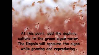 Daphnia  How to grow daphnia in your home [upl. by Stormi]