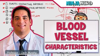 Cardiovascular  Blood Vessel Characteristics [upl. by Burd335]