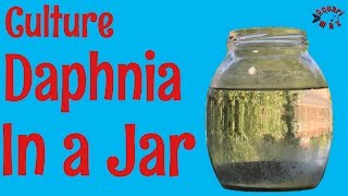 How to Culture Daphnia in a Jar [upl. by Llenil]