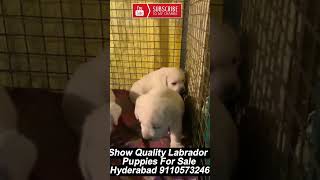 Labrador Retriever Puppies for sale in Hyderabad [upl. by Toby]