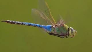 Dragonfly Life Cycle [upl. by Berrie]