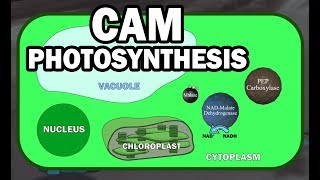 CAM PLANT PHOTOSYNTHESIS ANIMATION [upl. by Suissac]