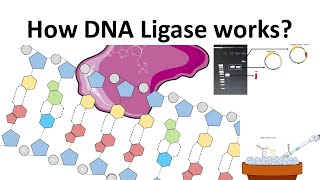 DNA Ligase How DNA Ligase works [upl. by Lemahs738]