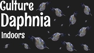 How to Culture Daphnia [upl. by Los]