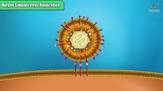 Herpes simplex virus replication Steps  Microbiology Animations [upl. by Ahen]