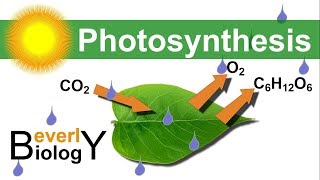 Photosynthesis in detail [upl. by Krum542]