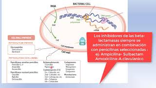 ANTIBIOTICOS MECANISMOS DE ACCION [upl. by Festus]