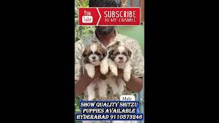 shihtzu puppies for sale in hyderabad [upl. by Enelrihs744]