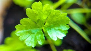 How to Grow Cilantro Indoors from Seed  Dhania Coriander [upl. by Ginsberg]