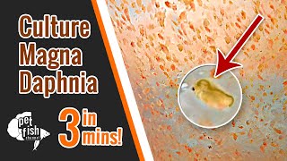 How to culture DAPHNIA MAGNA  The easy way [upl. by Landsman]