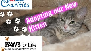 Adopting My New Kitten  Petsmart amp PAWS Adoption Center [upl. by Llertnor]