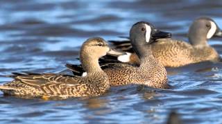 Bluewinged Teal  Duck Species Profile [upl. by Ayar905]