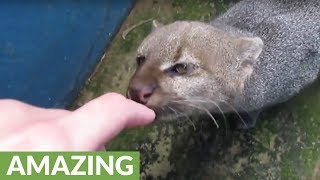 Rescued jaguarundi wants to befriend caretaker [upl. by Janeva336]