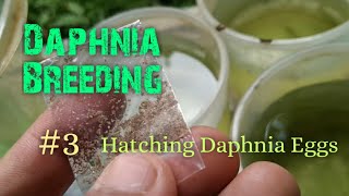 Daphnia Culture made simple and easy 3  Hatching Daphnia eggs [upl. by Dadivitan]