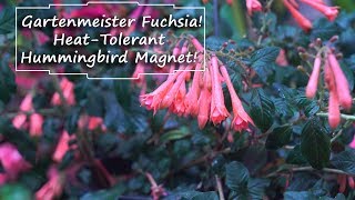 Gartenmeister Fuchsias Fuchsias For Warm Climates [upl. by Nikolia]