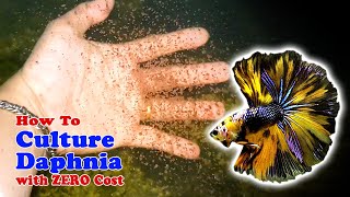 How to Culture Daphnia with ZERO Cost  Unlimited Live Food For Our Fish [upl. by Aicina749]