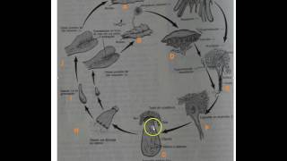 Ciclo de vida hepática [upl. by Genevra]