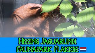 Hissing Jaguarundi  Faunapark Flakkee [upl. by Crockett641]