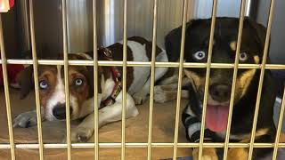 Dogs For Adoption Near Me [upl. by Rawde]