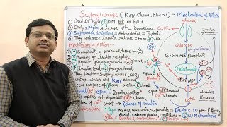 Diabetes Mellitus Part10 Mechanism of Action of Sulfonylurease  Antidiabetic Drugs  Diabetes [upl. by Suivatnom]