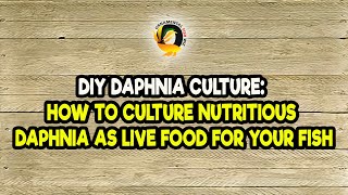 DIY Daphnia Culture How to Culture Nutritious Daphnia as Live Food for Your Fish [upl. by Blockus]