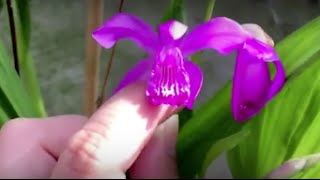 Bletilla striata—care blooms and seeds [upl. by Ahsaeym]