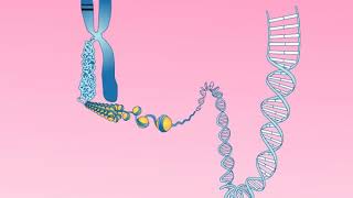 Animation 252 Structure of a chromosome [upl. by Ecnerwal730]