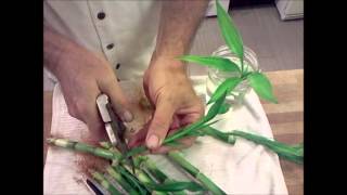 Lucky Bamboo Propagation Tutorial Dracaena braunii plants [upl. by Dennard]